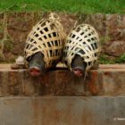Laos, Schweine verpackt